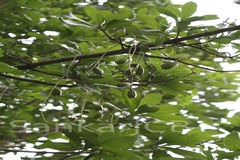 Barringtonia acutangula